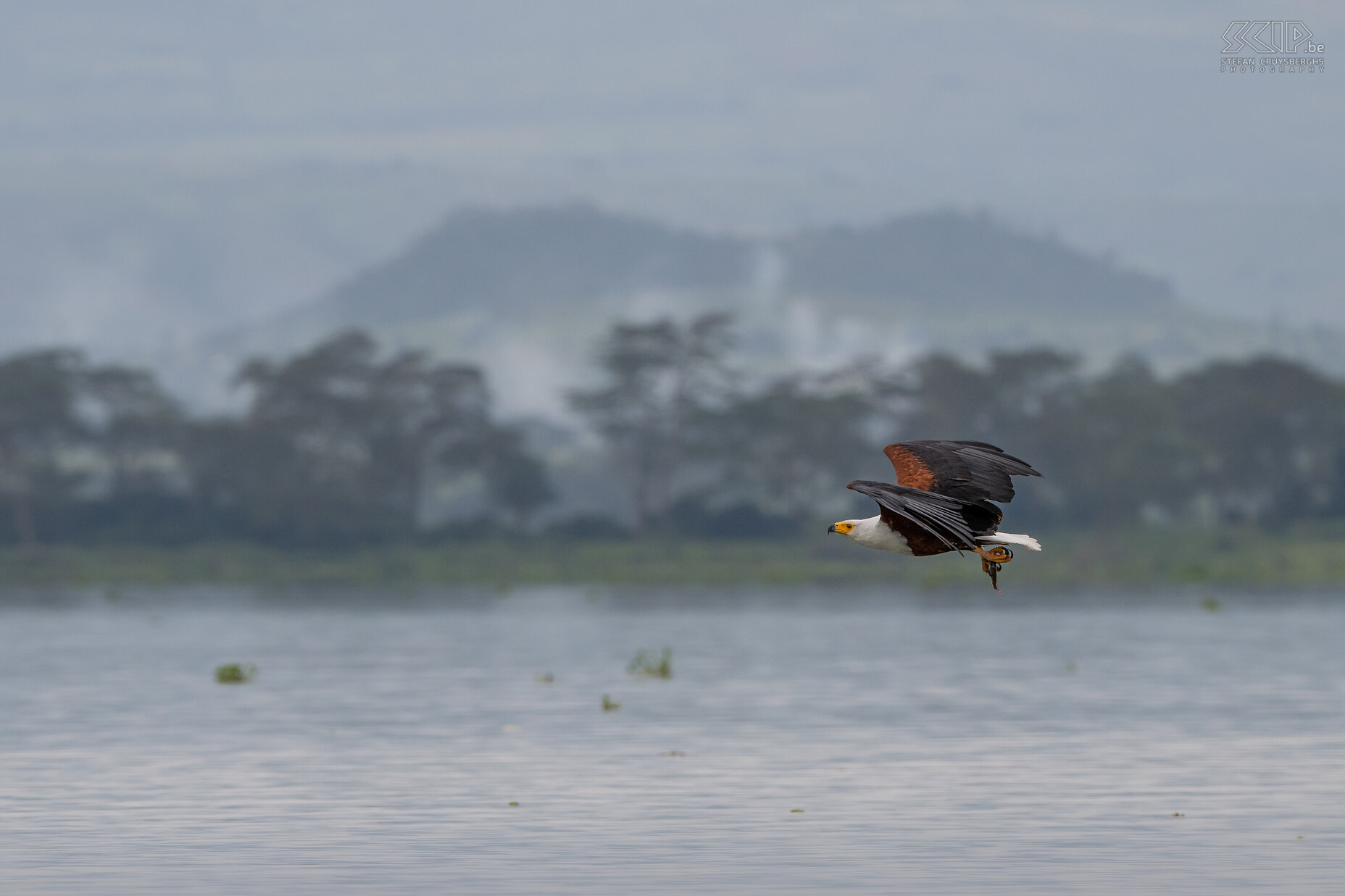 Lake Naivasha - African fish eagle Icthyophaga vocifer, in the past Haliaeetus vocifer Stefan Cruysberghs